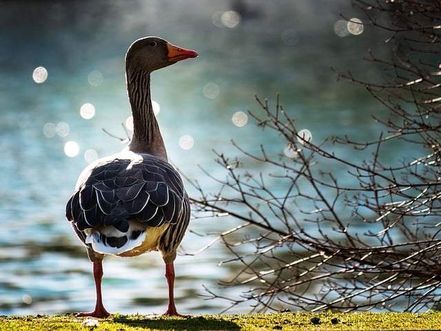 Free download goose bird water bird animal beak free picture to be edited with GIMP free online image editor