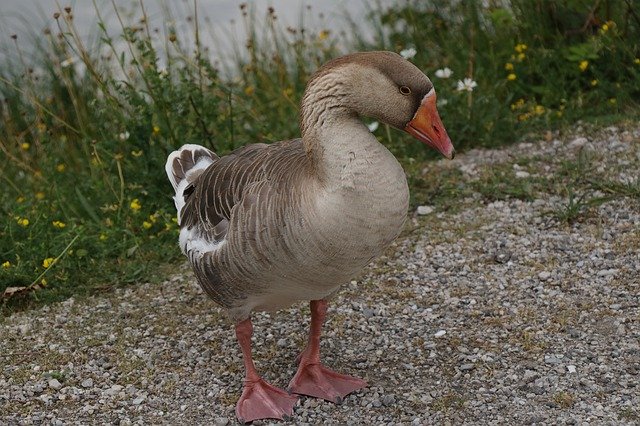 Free download Goose Bird Waterfowl -  free photo or picture to be edited with GIMP online image editor