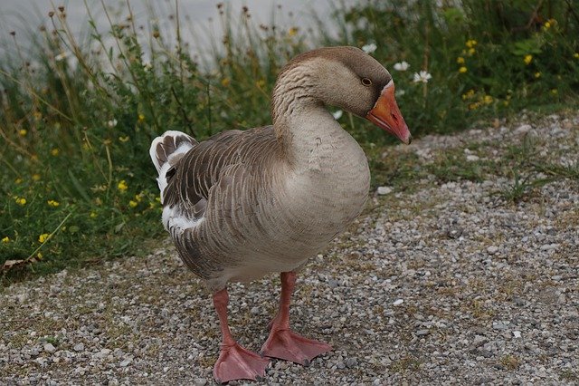 বিনামূল্যে ডাউনলোড করুন Goose Bird Waterfowl - বিনামূল্যে ছবি বা ছবি GIMP অনলাইন ইমেজ এডিটর দিয়ে সম্পাদনা করতে হবে