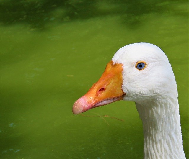 Free download Goose Blue Eyes Bird -  free photo or picture to be edited with GIMP online image editor