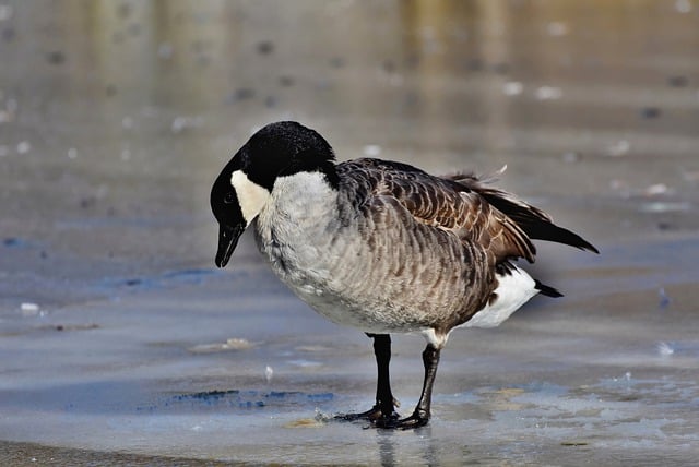 Descărcare gratuită Goose Canada Goose Lake Water Bird imagine gratuită pentru a fi editată cu editorul de imagini online gratuit GIMP