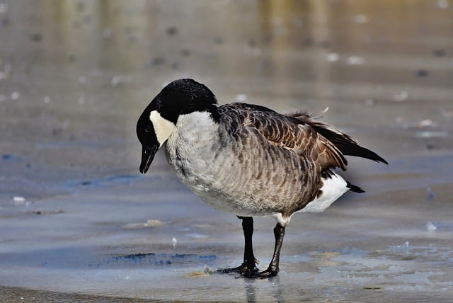Free download goose canada goose lake water bird free picture to be edited with GIMP free online image editor