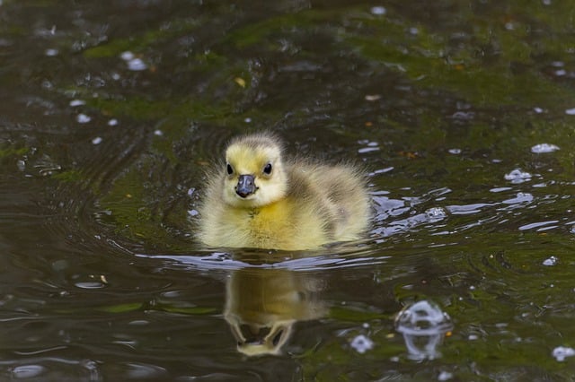 Free download goose canada goose water bird lake free picture to be edited with GIMP free online image editor
