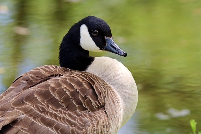 Free download goose canada goose wild goose free picture to be edited with GIMP free online image editor