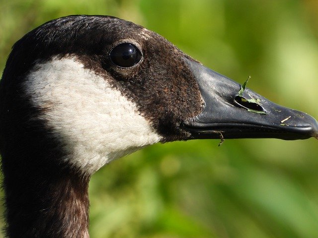 Download gratuito Goose Canadian Geese Face - foto o immagine gratuita da modificare con l'editor di immagini online GIMP