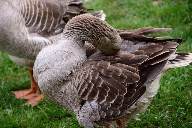 Free download Goose Domestic Animal -  free photo or picture to be edited with GIMP online image editor