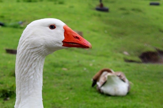 Free download goose domestic goose bird beak pen free picture to be edited with GIMP free online image editor