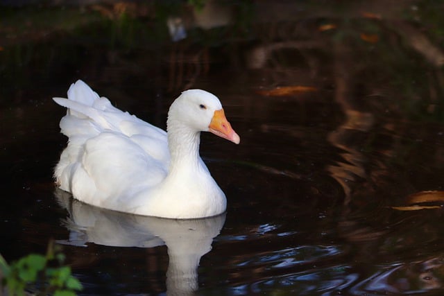 Free download goose domestic goose white goose free picture to be edited with GIMP free online image editor