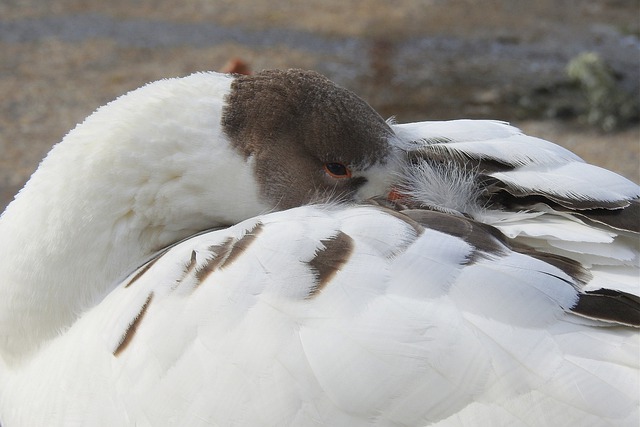 Free download goose duck mallard bird waterfowl free picture to be edited with GIMP free online image editor