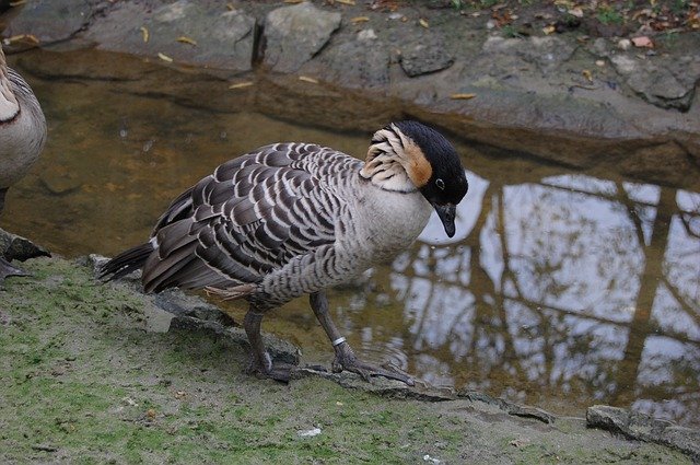 Free download Goose Duck Poultry -  free photo or picture to be edited with GIMP online image editor
