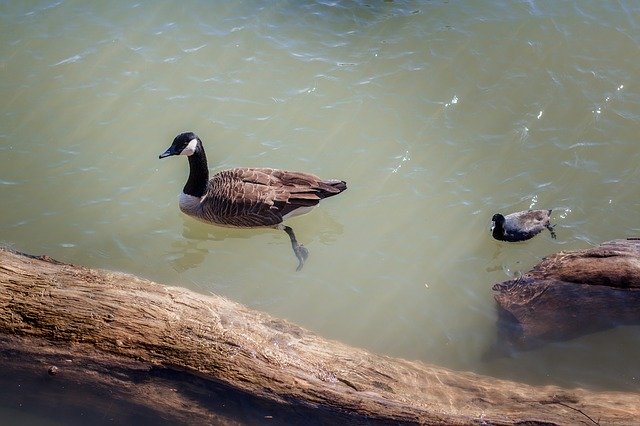 Free download Goose Duck Waterfowl -  free photo or picture to be edited with GIMP online image editor