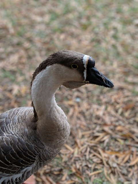 Muat turun percuma Goose Face Bird - foto atau gambar percuma untuk diedit dengan editor imej dalam talian GIMP