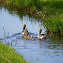Goose family  screen for extension Chrome web store in OffiDocs Chromium