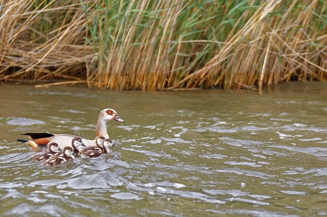 Free download Goose Family Young Born -  free photo or picture to be edited with GIMP online image editor