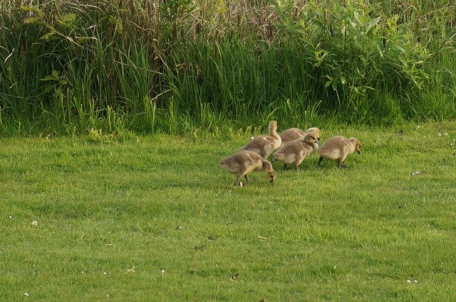 Template Photo Goose Geese Gosling -  for OffiDocs