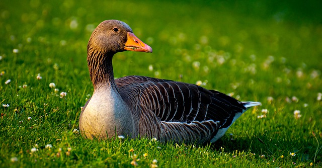 Free download goose grass bird animal beak bill free picture to be edited with GIMP free online image editor