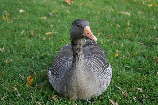 Free download Goose Greylag Bird -  free photo or picture to be edited with GIMP online image editor