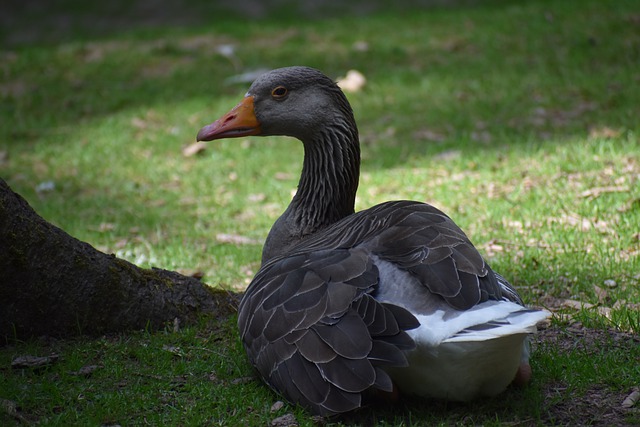 Free download goose greylag goose bird feathers free picture to be edited with GIMP free online image editor