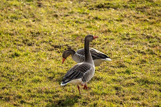 Free download goose greylag goose bird water bird free picture to be edited with GIMP free online image editor