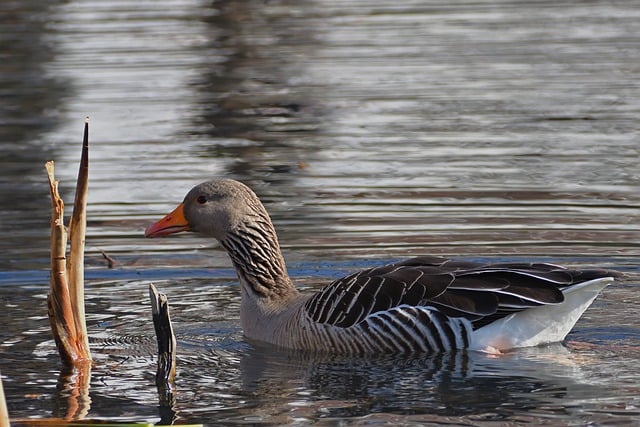 Free download goose greylag goose lake winter free picture to be edited with GIMP free online image editor