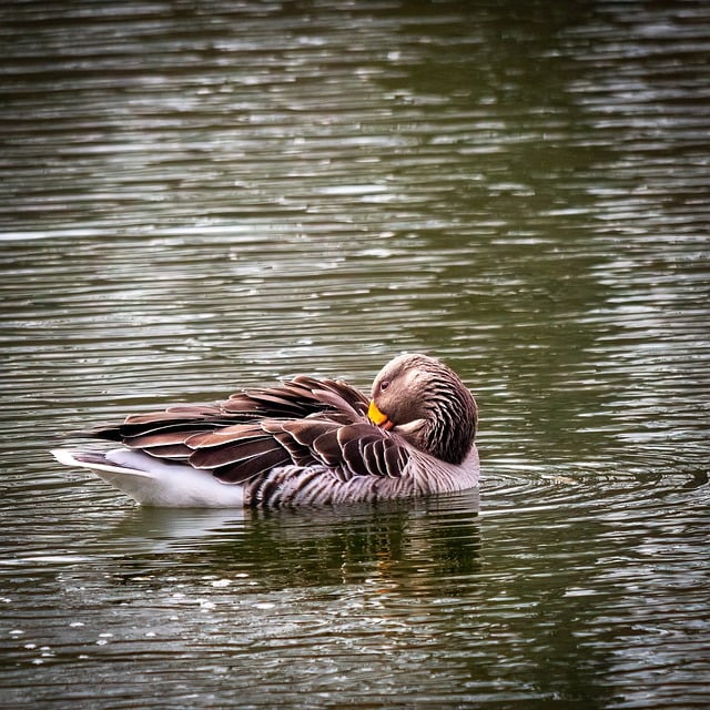 Free download goose lake bird animal nature free picture to be edited with GIMP free online image editor
