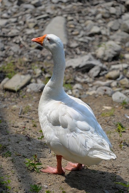 Free download goose lake bird wildlife animal free picture to be edited with GIMP free online image editor