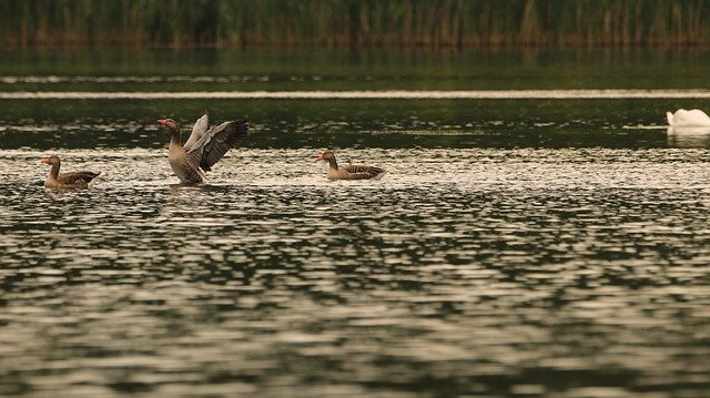 Free download Goose Lake Water Wild -  free photo or picture to be edited with GIMP online image editor