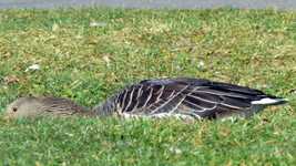 Free download Goose Meadow Bird -  free video to be edited with OpenShot online video editor