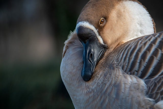 Free download goose mute goose bird free picture to be edited with GIMP free online image editor