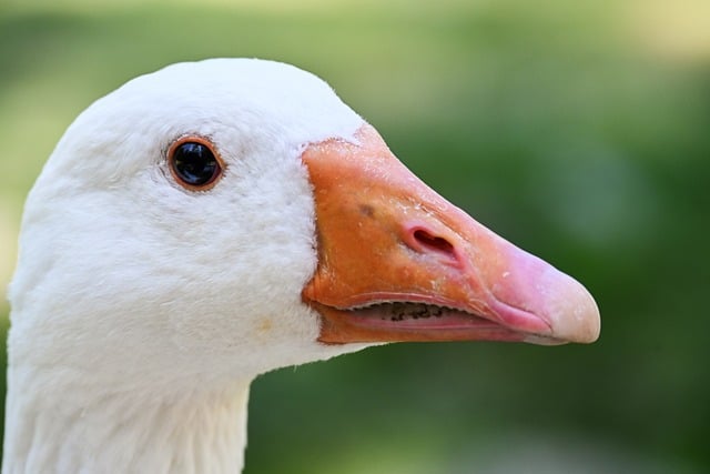 Free download goose nature bird animal wildlife free picture to be edited with GIMP free online image editor