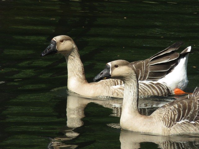 Free picture Goose Park Pond -  to be edited by GIMP free image editor by OffiDocs