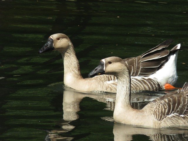 دانلود رایگان Goose Park Pond - عکس یا تصویر رایگان قابل ویرایش با ویرایشگر تصویر آنلاین GIMP