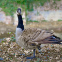 Goose standing on one leg  screen for extension Chrome web store in OffiDocs Chromium