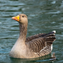 GOOSES Theme  screen for extension Chrome web store in OffiDocs Chromium