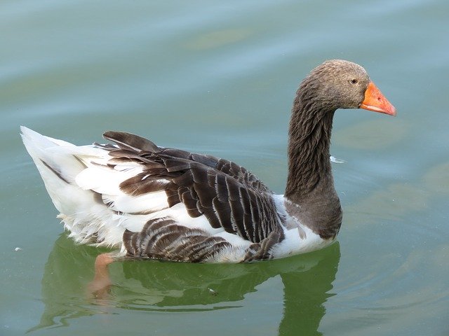 Free download Goose Toulouse Summer -  free photo or picture to be edited with GIMP online image editor
