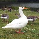 goose wallpaper  screen for extension Chrome web store in OffiDocs Chromium