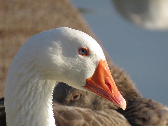 Descărcare gratuită Goose Water Bird - fotografie sau imagini gratuite pentru a fi editate cu editorul de imagini online GIMP