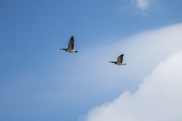 Free download goose water bird flying flight free picture to be edited with GIMP free online image editor