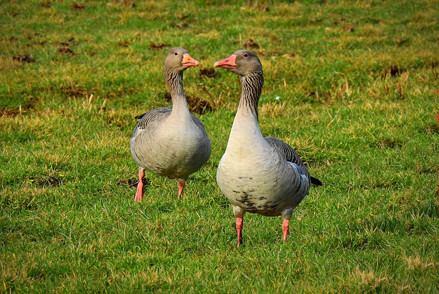 Free download goose water bird waterfowl animal free picture to be edited with GIMP free online image editor