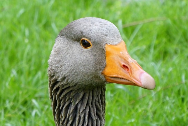 Free download goose waterfowl feathers plumage free picture to be edited with GIMP free online image editor