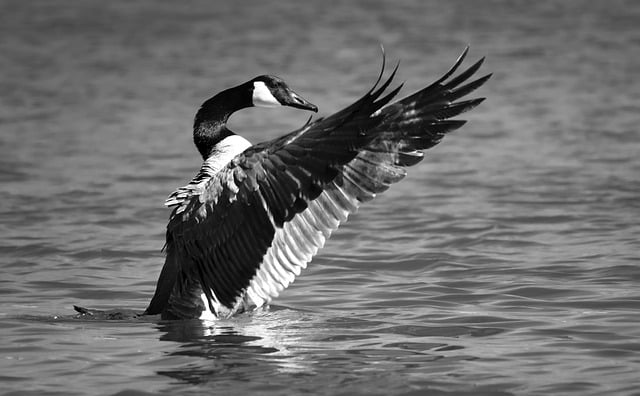 Free download goose waterfowl plumage feathers free picture to be edited with GIMP free online image editor