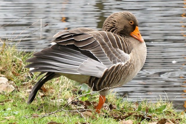 Free download goose waterfowl watchful ditch side free picture to be edited with GIMP free online image editor