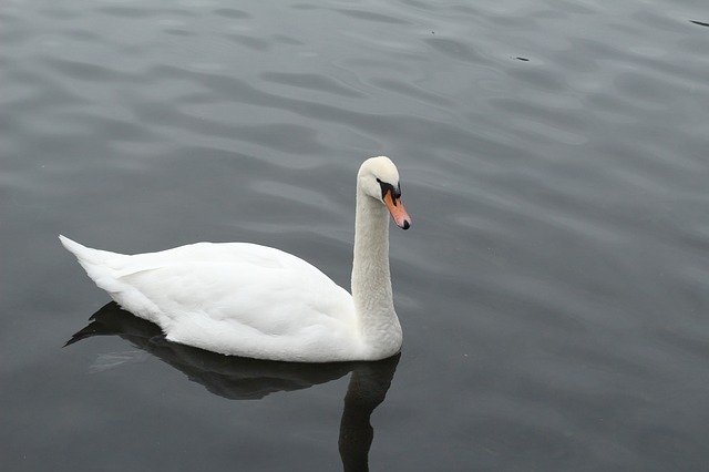 Free download Goose Water Nature -  free photo or picture to be edited with GIMP online image editor