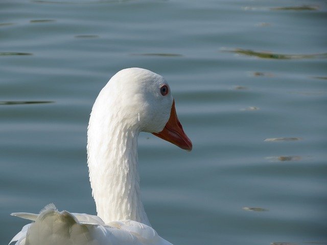 Free download Goose White Bird -  free photo or picture to be edited with GIMP online image editor