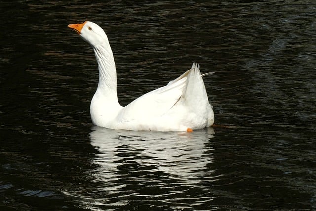 Free download goose white goose waterfowl free picture to be edited with GIMP free online image editor