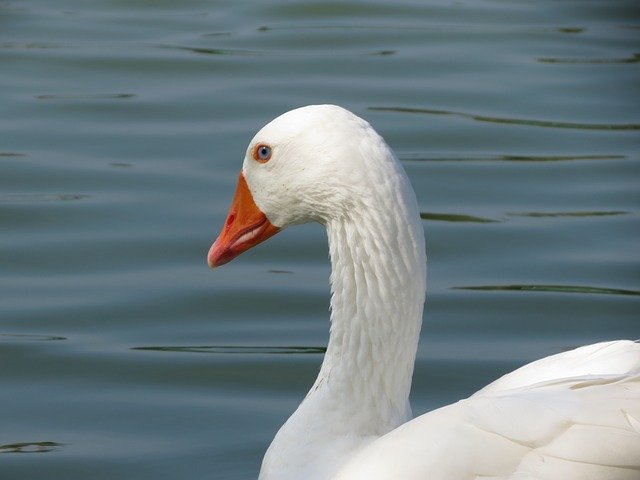 Free download Goose White Water -  free photo or picture to be edited with GIMP online image editor