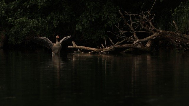 ดาวน์โหลดฟรี Goose Wing Shadow - ภาพถ่ายหรือรูปภาพฟรีที่จะแก้ไขด้วยโปรแกรมแก้ไขรูปภาพออนไลน์ GIMP