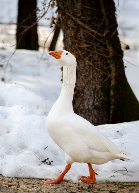 Bezpłatne pobieranie gęsi zima ptactwo wodne darmowe zdjęcie do edycji za pomocą bezpłatnego edytora obrazów online GIMP