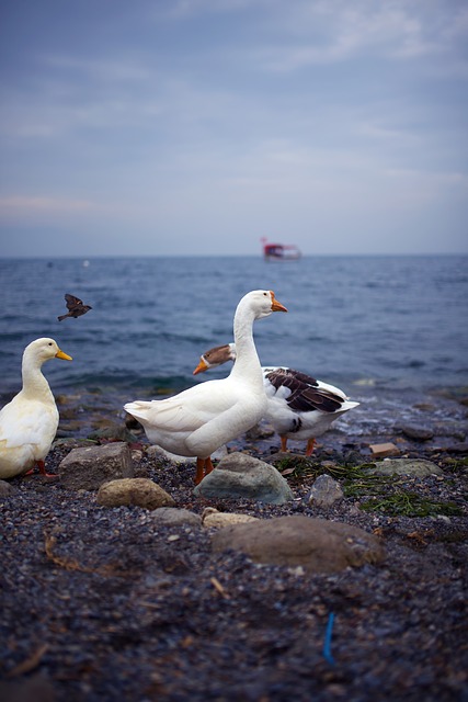 Free download gooze sea turkey 35mm sky rocks free picture to be edited with GIMP free online image editor