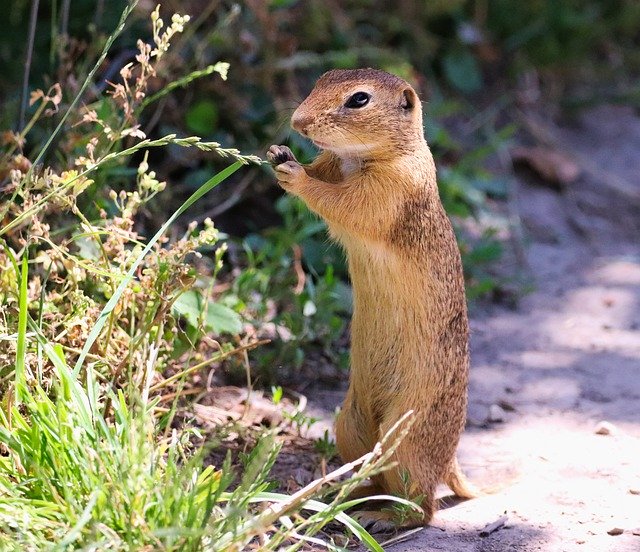 免费下载 Gopher The European Standing - 使用 GIMP 在线图像编辑器编辑免费照片或图片